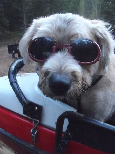 Doggles Adventure Sidecar