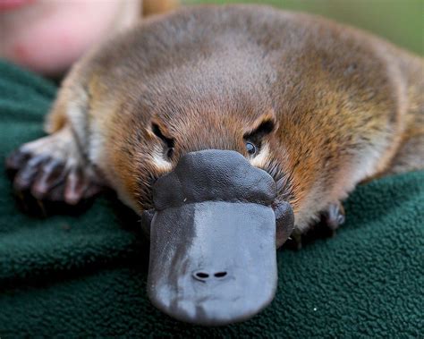 Encounter The Iconic Platypus At Healesville Sanctuary