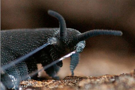 A Tropical Velvet Worms Death Trap Discover Magazine