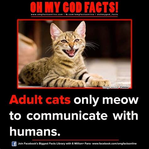 Adult Cats Only Meow To Communicate With Humans