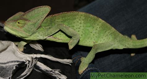 By kelly roper small pets breeder and exhibitor. Housing dangers for chameleons - My Pet Chameleon