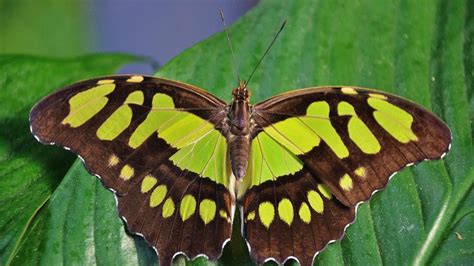 Butterfly On A Green Leaf Wallpaper Backiee