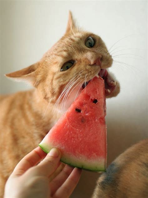 21 Can Cats Eat Watermelon Pics Pet My Favourite
