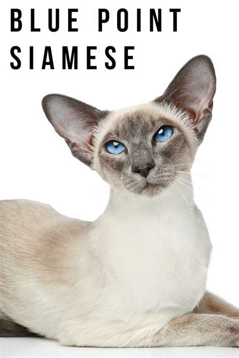 Blue Point Siamese A Complete Guide To This Unique Color