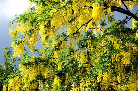 Beautiful Flowering Spring Tree Wallpapers And Images