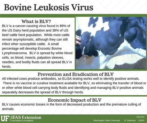 Question Of The Day What Is Bovine Leukosis Virus Ufifas Extension