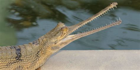 Крокодил Гавиал 61 фото