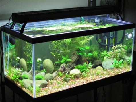 Best Gallon Fish Tank Reviews And Setup Guide Top Picks