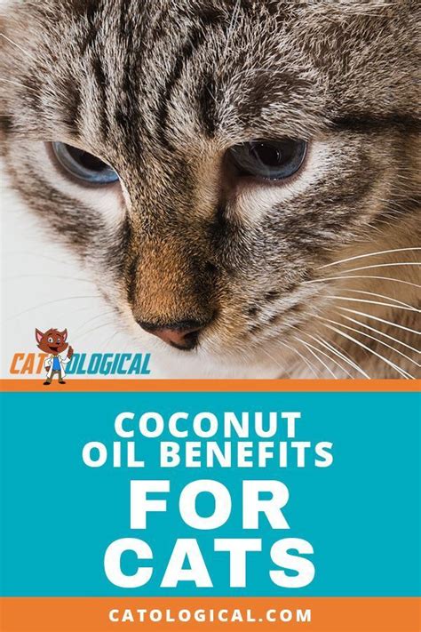Cats and coconut milk, what you need to know. Can Cats Eat Coconut Oil - Animal Friends