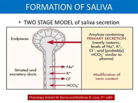 صورة ذات صلة Physiology Salivary Gland Glands