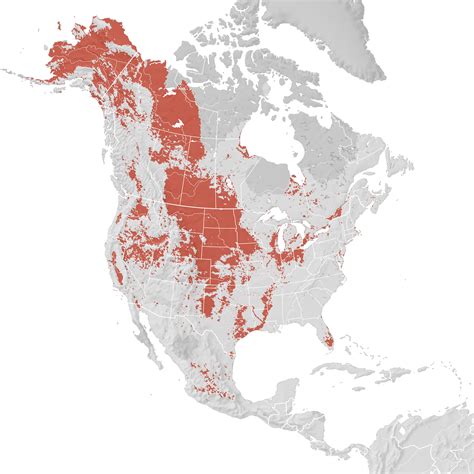 Northern Shoveler Range Map Breeding Ebird Status And Trends