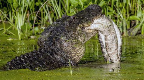 Massive Alligator Spotted Cannibalizing Smaller Rival In Texas Iflscience
