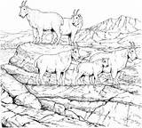 Coloring Goat Mountain Goats Mountains Herd Rocky Printable Animal Clipart Drawing Sheep Colouring Adult Adults Hills Animals Nature Drawings Elk sketch template