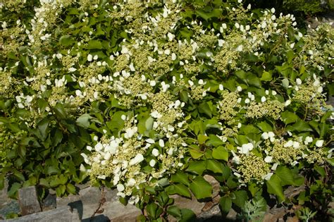 Check spelling or type a new query. Landscape Plants Rated by Deer Resistance (Rutgers NJAES)