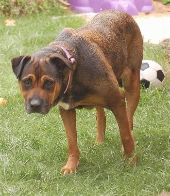 I'm afraid that a mix could possibly create a monster! Bull Mastweiler Dog Breed Information and Pictures