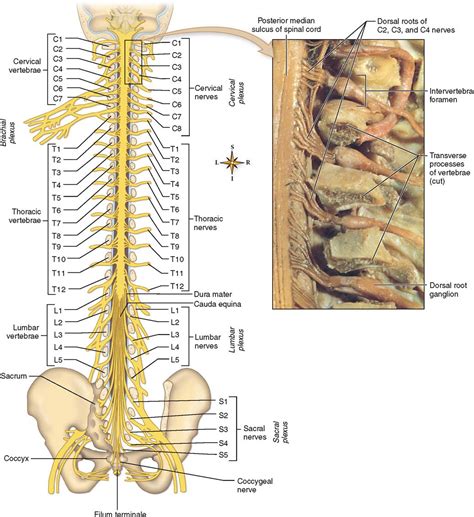 Spinal Nerve Parts