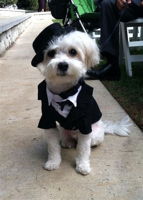 27 Dogs Who Make Exceedingly Adorable Ring Bearers