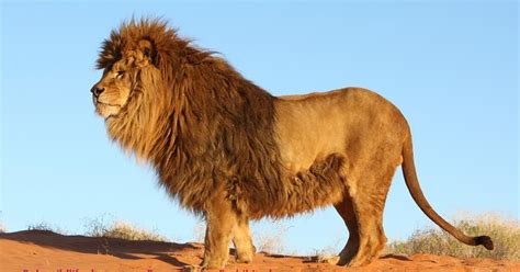 Lion Channel The Barbary Lion Really Go Extinct