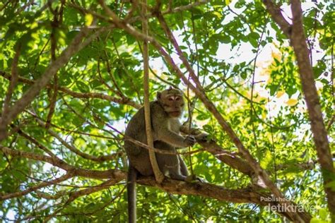 Bercengkerama Dengan Puluhan Monyet Di Wisata Mangunan