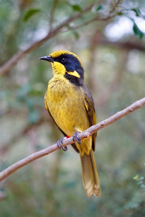 Helmeted Honeyeaters Make A Comeback In The Wild