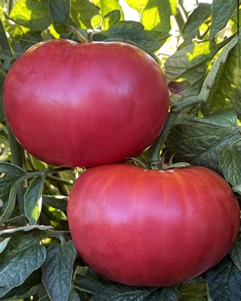 Giant Belgium Tomato Seeds Usa Nj Grower Heirloom Organic Check My
