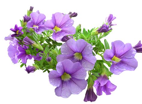 Der besten webseite für hintergrundbilder. Purple Flowers Download Transparent PNG Image | PNG Arts