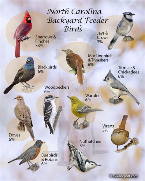 29 North Carolina Backyard Feeder Birds Custom Made Identification Images