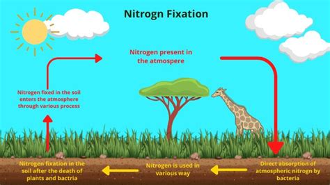 Nitrogen Fixation Definition And Description