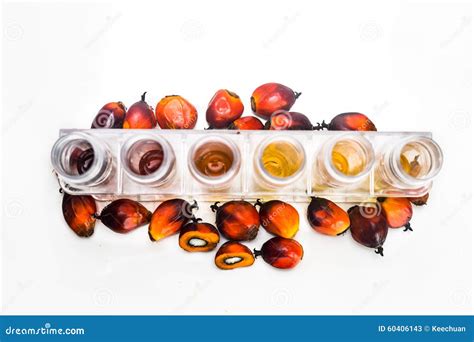Oil Palm Biofuel Biodiesel With Test Tubes On White Background Stock