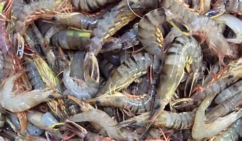 Live Harvest Vannamei Prawns