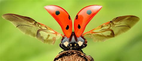 Ladybug With Open Wings Ladybug Insects Ladybug Wings