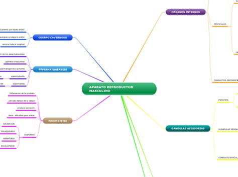 Aparato Reproductor Masculino Mind Map The Best Porn Website