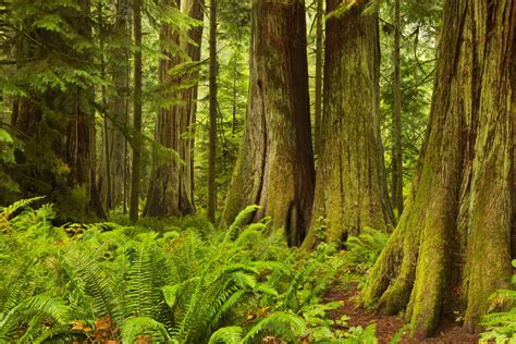 Lush Rainforest In Cathedral Grove Vancouver Island Canada Ecofish