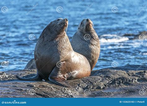 Male Steller Sea Lion Eumetopias Jubatus Stock Image Image Of Pacific