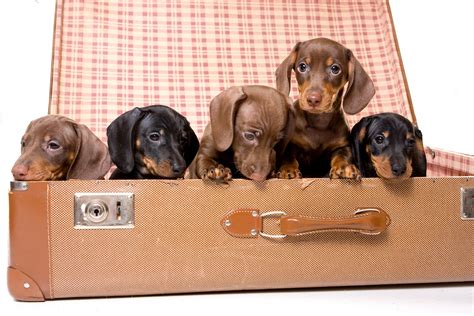 3 Things to Know About Dachshund Puppies | Greenfield Puppies