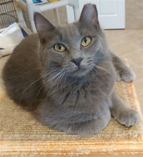 You could meet your new best friend at one of our pet adoption centers! Cat for adoption - Nigeria, a Domestic Long Hair in ...