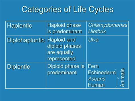 Ppt Life Cycles Powerpoint Presentation Free Download Id260263