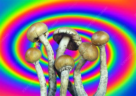 Magic Mushrooms Stock Image B2501157 Science Photo Library