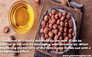 Hazelnut Oil Top 12 Health Benefits Uses Warnings And More
