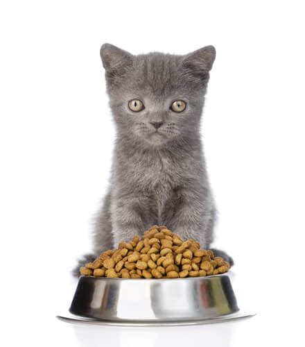 Typically, dry food contains about 300 calories per cup, and canned food contains about 250 calories in each 6 oz can. Cat Feeding Guide 101 | How much & How Often To Feed A Kitten