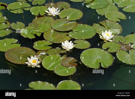 Water Lily Nymphaea Candida Nymphaeaceae Northern Europe Stock Photo