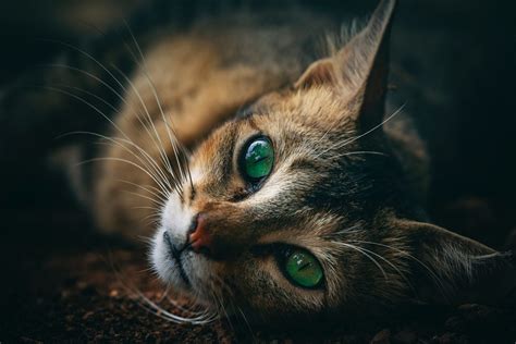 cat in my dreams meaning cat meme stock pictures and photos