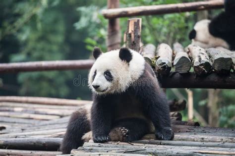 Panda In The Jungle Stock Photo Image Of Orient Color 43854170