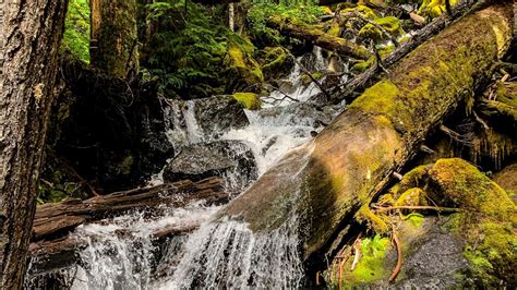 Water Stream On Rocks Tree Branches Logs In Forest Background Hd Nature