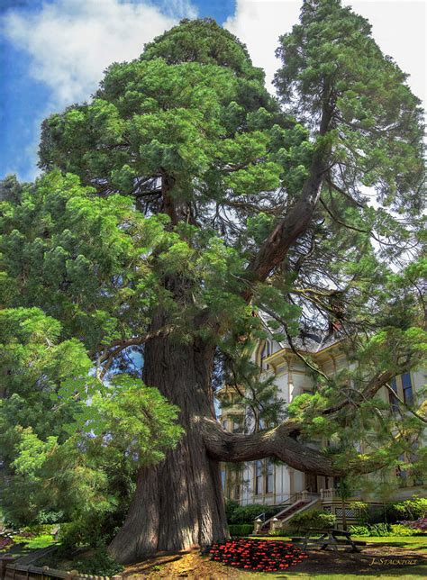 Majestic Tree Photograph By Jennifer Stackpole Pixels