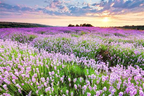 Flowers Field Landscape Of Peaceful Nature Peaceful Flowers Hd