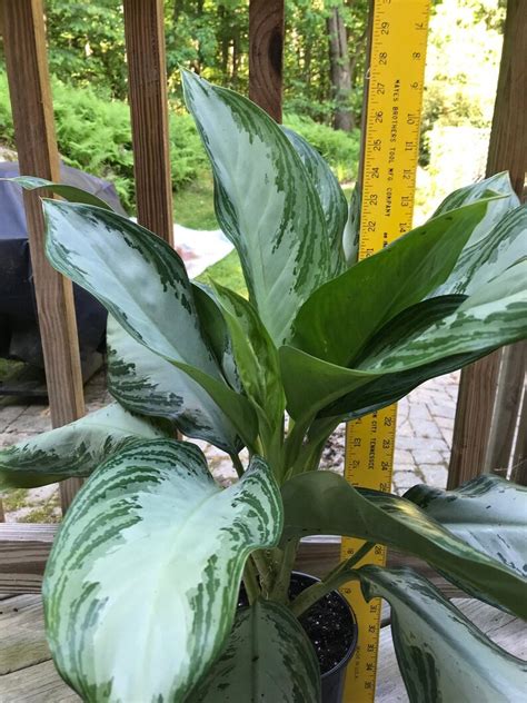 Very Large Aglaonema Silver Bay Chinese Evergreen Live Etsy