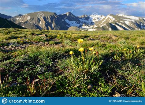 Closeup View Of Alpine Flowers In Rocky Mountains National Park