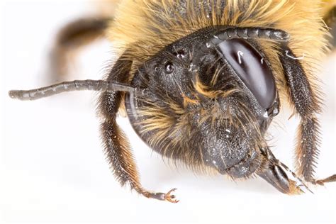 21 Verblüffende Fakten über Bienen