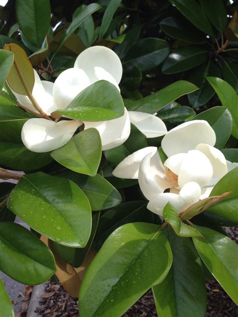 Free Images Flower Evergreen Botany Flora Shrub Magnolia